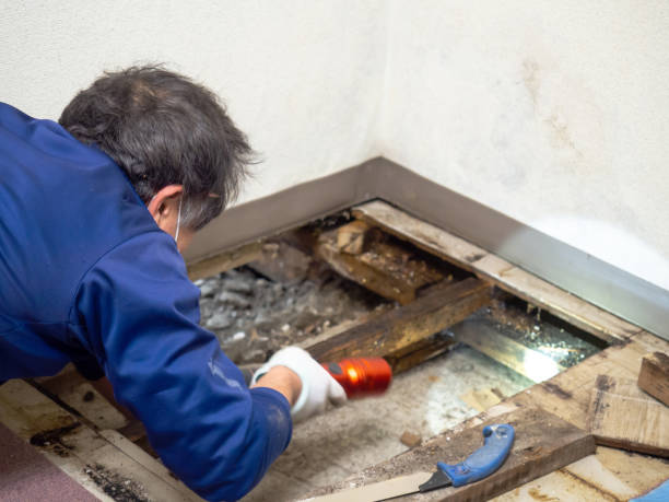 Best Fast Mold Removal  in Harbor Hills, OH