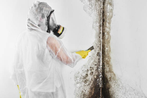 Best Crawl Space Mold Removal  in Harbor Hills, OH