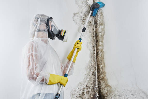 Mold Removal and Inspection in Harbor Hills, OH