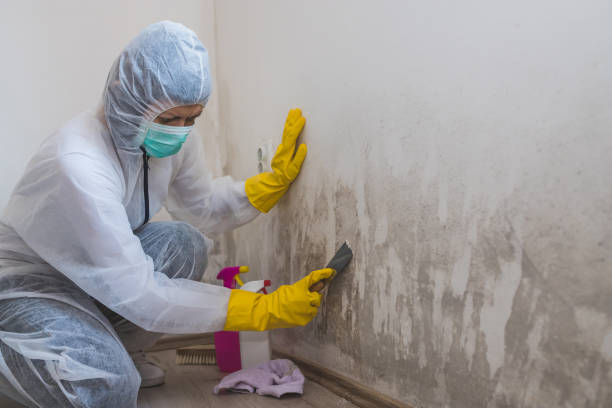 Best Black Mold Removal  in Harbor Hills, OH