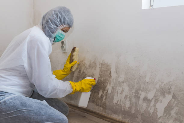 Best Certified Mold Removal  in Harbor Hills, OH