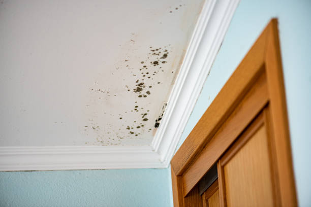 Best Certified Mold Removal  in Harbor Hills, OH