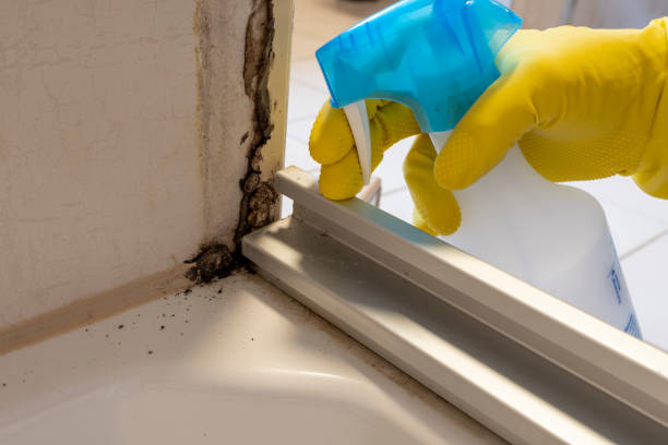 Best Attic Mold Removal  in Harbor Hills, OH