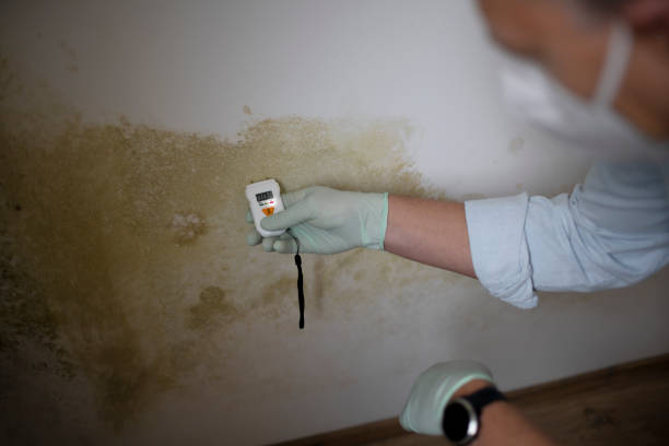 Best Professional Mold Removal  in Harbor Hills, OH