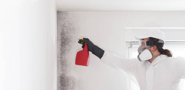 Best Best Mold Removal Companies  in Harbor Hills, OH