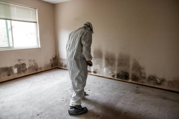 Best Mold Cleaning Services  in Harbor Hills, OH