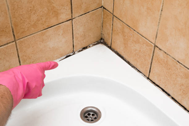 Best Best Mold Removal Companies  in Harbor Hills, OH